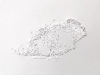 Amparo Sard, papierreliëf 2020, 1 x 0.70 m., detail
PHŒBUS•Rotterdam