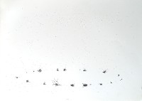 Bram Zwartjens, tekening van dode vliegen in een ovaalvorm onder een sterrenhemel
PHŒBUS•Rotterdam