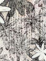 Célio Braga, 'Les Fleurs du Mal' (Gilead, 2020) – inkt, olie en perforaties op medische bijsluiters op doek. 49.5 x 34.5 cm., detail
PHŒBUS•Rotterdam