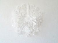 Esther Bruggink, 'Hortus Consolation',

wandcompositie met witte bloemen in cirkel, 2019,

heldere polyesterfilm en acryl. ca. 50 x 50 x 5 cm.
PHŒBUS•Rotterdam