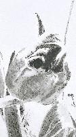Mark Cloet, 'Il Paradiso (the Right of Dancing)', 2021, potlood, aquarelpotlood, purpura mortuum, detail linker tekening
PHŒBUS•Rotterdam