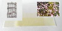 Hans Houwing, z.t. [maskertje], 2015, kuikengaas op roestvrij staal. Sarah van der Lijn, dubbel geel: potlood op kalkpapier, 14 x 27 cm. Regula Maria Müller, bewerkte foto, glaskralen, textiel/foto, A5
PHŒBUS•Rotterdam