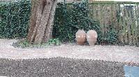 Simon Benson, Sogno en Lingua, twee antieke Turkse urnen, door Simon Benson beschilderd; uit een reeks van elf werken. Unica. In nieuw aangelegde tuin 2019, PHŒBUS•Rotterdam
PHŒBUS•Rotterdam