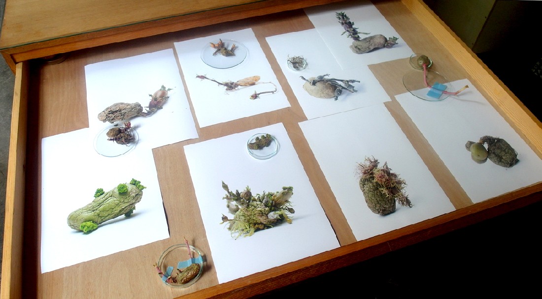 Juliette Warmenhoven, foto 25 van 25 uit het ‘Aardappelproject’, 2018- ongoing
PHŒBUS•Rotterdam