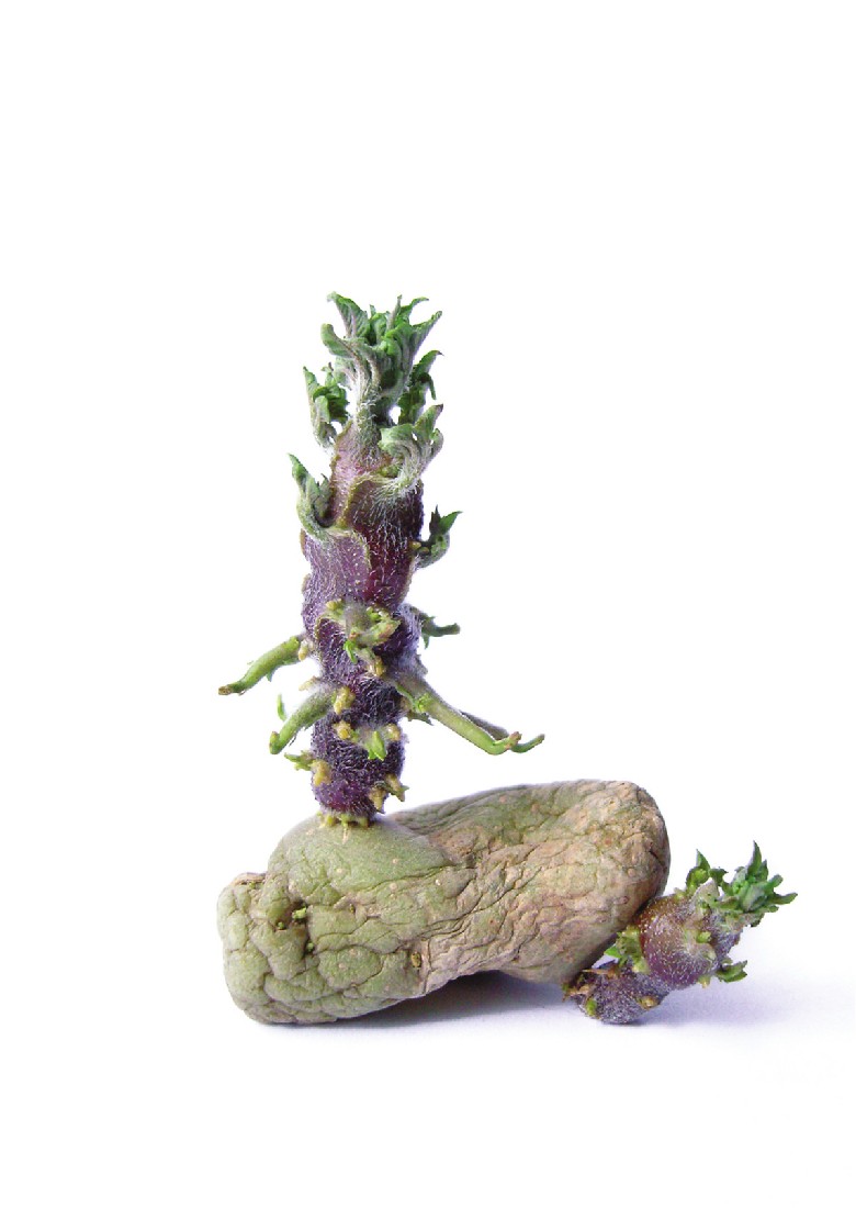 Juliette Warmenhoven, foto 1 van 25 uit het ‘Aardappelproject’, 2018- ongoing
PHŒBUS•Rotterdam