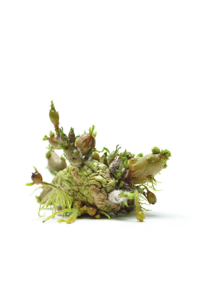Juliette Warmenhoven, foto 7 van 25 uit het ‘Aardappelproject’, 2018- ongoing
PHŒBUS•Rotterdam